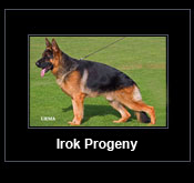 Link to Irok Progeny