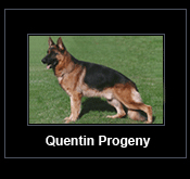 Link to Quentin Progeny